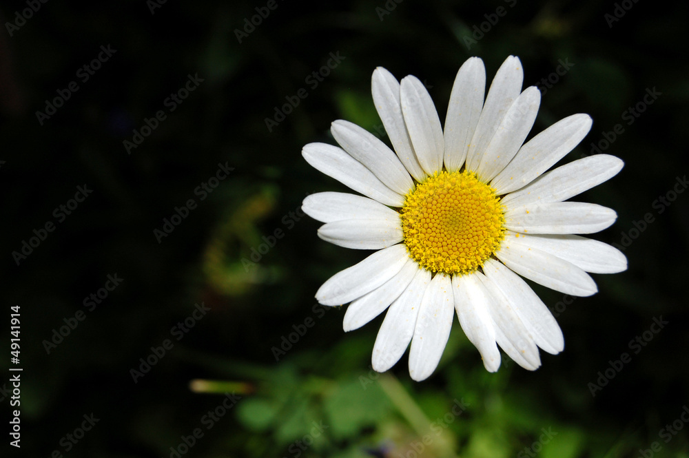 Fototapeta premium Leucanthemum vulgare