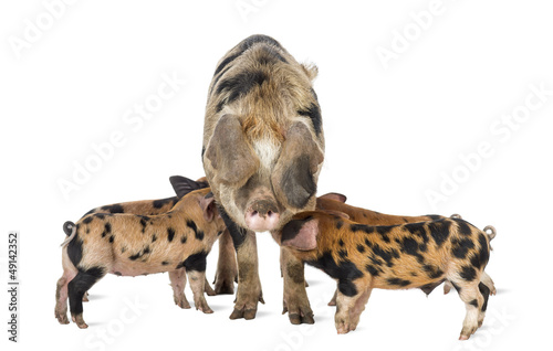Oxford Sandy and Black piglets, 9 weeks old, suckling sow