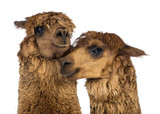 Close-up of Alpacas against white background