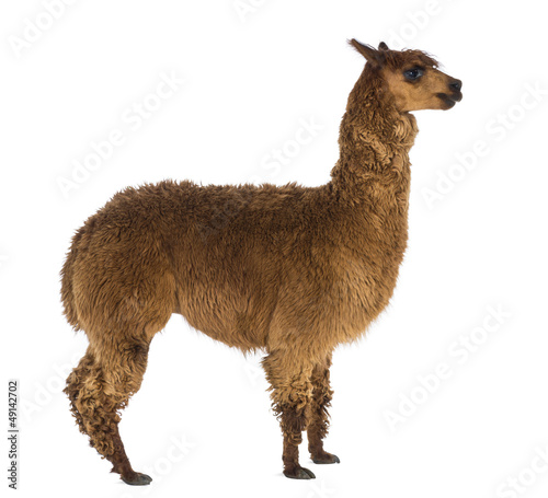 Side view of an Alpaca against white background