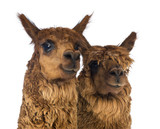 Close-up of Two Alpacas looking away and smiling