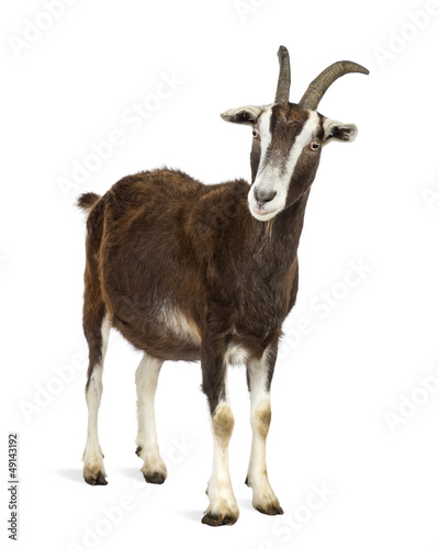 Tableau sur toile Toggenburg goat against white background