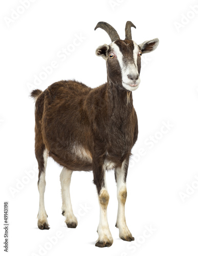 Foto Toggenburg goat looking away