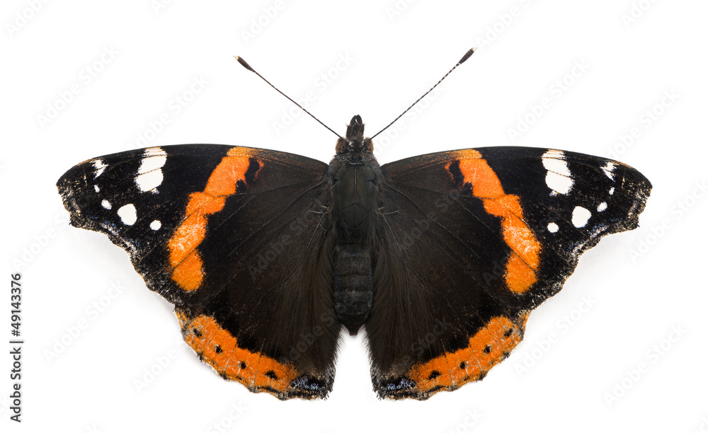 Obraz premium Top view of a Red Admiral butterfly, Vanessa atalanta