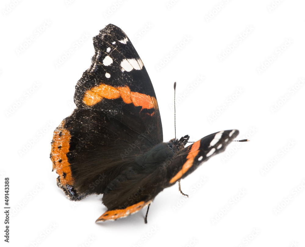 Fototapeta premium Old, damaged Red Admiral butterfly, Vanessa atalanta