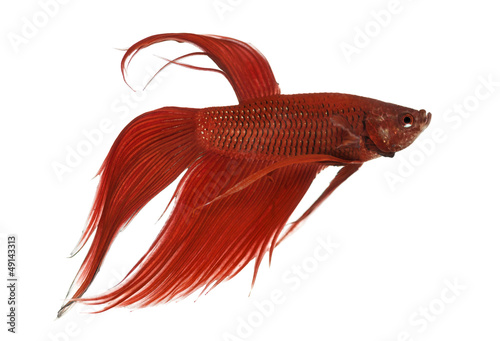 Side view of a Siamese fighting fish, Betta splendens