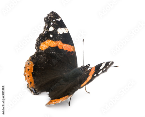 Old, damaged Red Admiral butterfly, Vanessa atalanta photo