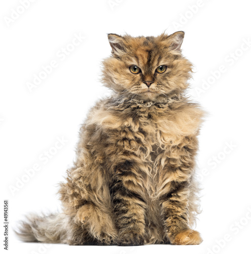 Fototapeta Naklejka Na Ścianę i Meble -  Selkirk Rex, 5 months old, sitting and looking at camera
