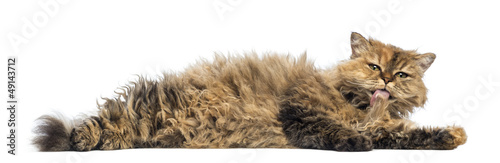 Foto Selkirk Rex, 5 months old, lying and cleaning itself