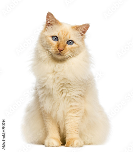 Fototapeta Naklejka Na Ścianę i Meble -  Birman sitting and looking at camera