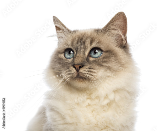 Fototapeta Naklejka Na Ścianę i Meble -  Close-up of a Birman looking up