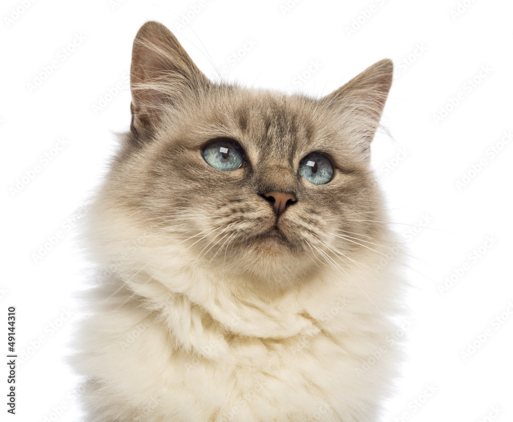 Close-up of a Birman looking up
