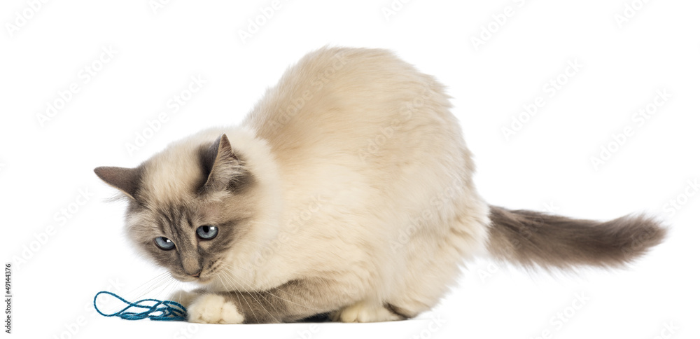 Obraz premium Birman playing with wool