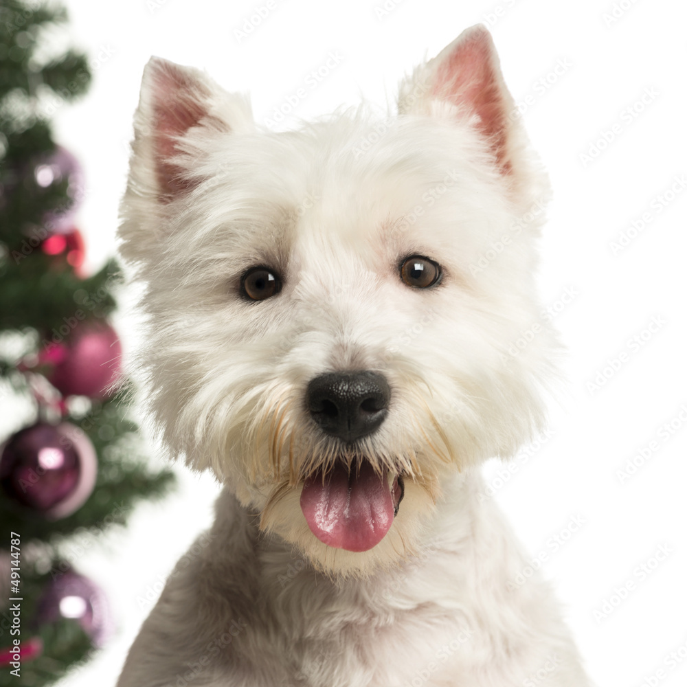 West Highland White Terrier in front of Christmas decorations West Highland White Terrier in front of Christmas decorations