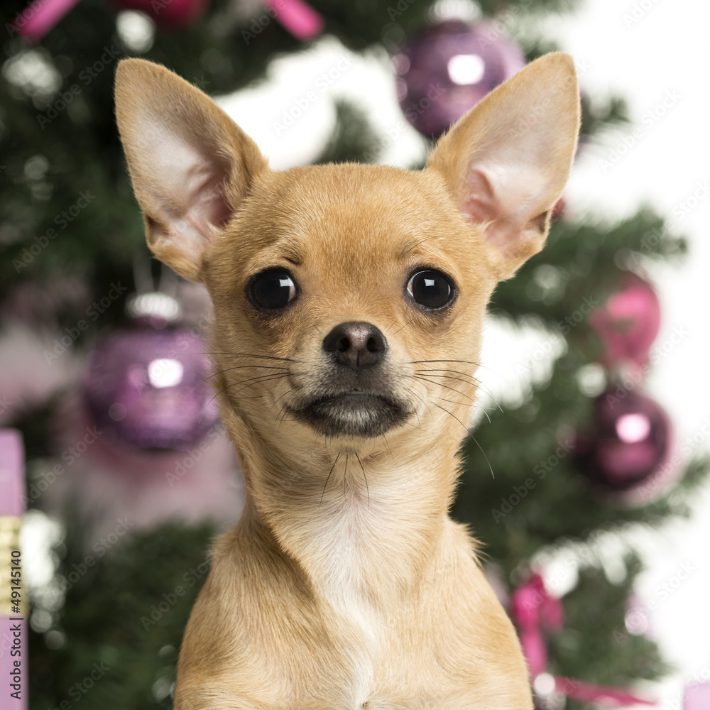 Chihuahua in front of Christmas decorations