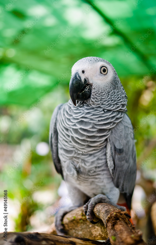 Obraz premium African Grey Parrot