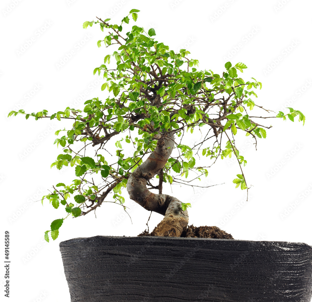 Bonsaibaum Ulme Stock Photo | Adobe Stock