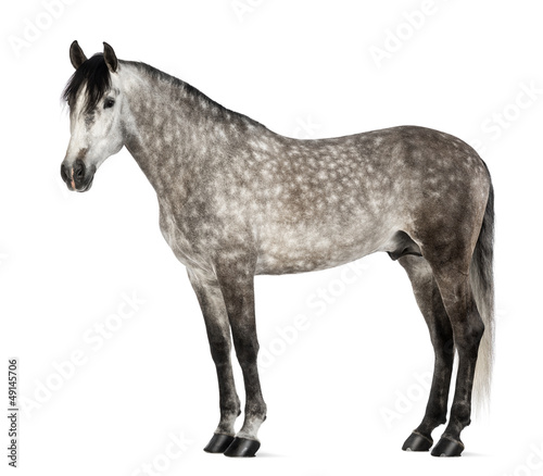 Fototapeta Naklejka Na Ścianę i Meble -  Andalusian, 7 years old, also known as the Pure Spanish Horse