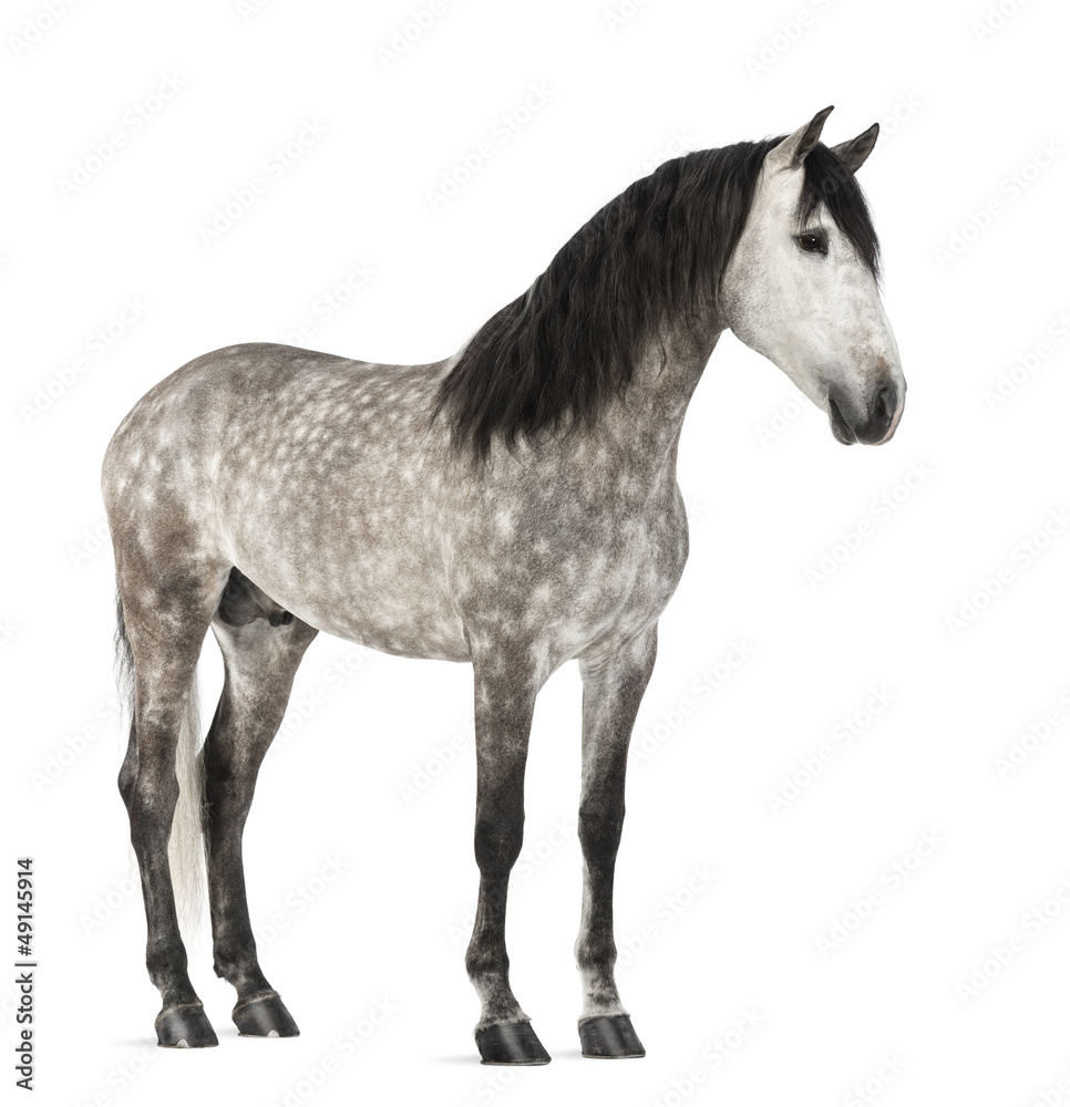 Obraz premium Andalusian, 7 years old, also known as the Pure Spanish Horse