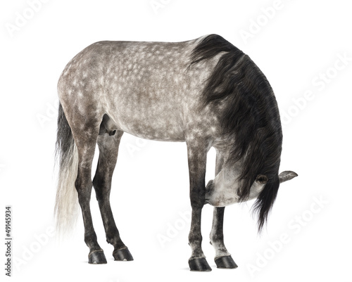 Fototapeta Naklejka Na Ścianę i Meble -  Andalusian, 7 years old, also known as the Pure Spanish Horse