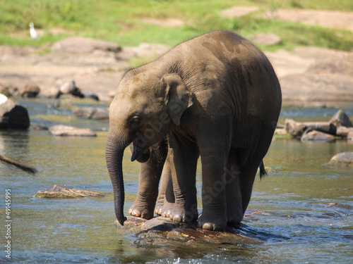 Baby elephants in the river on Sri Lanka
