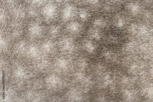 Fototapeta Naklejka Na Ścianę i Meble -  Close-up of the Andalusian coat pattern, 7 years old