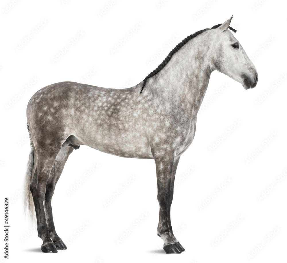 Andalusian, 7 years old, also known as the Pure Spanish Horse Andalusian, 7 years old, also known as the Pure Spanish Horse