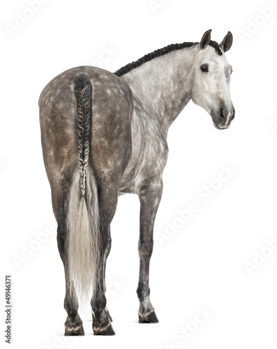 Rear view of an Andalusian, 7 years old, looking back