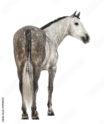 Rear view of an Andalusian, 7 years old, looking right