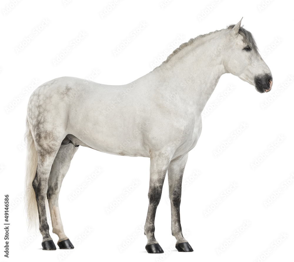 Side view of a Male Andalusian, 7 years old Side view of a Male Andalusian, 7 years old