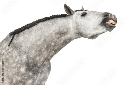 Fototapeta Naklejka Na Ścianę i Meble -  Close-up of an Andalusian head, 7 years old, making a face
