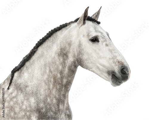 Fototapeta Naklejka Na Ścianę i Meble -  Close-up of an Andalusian head, 7 years old