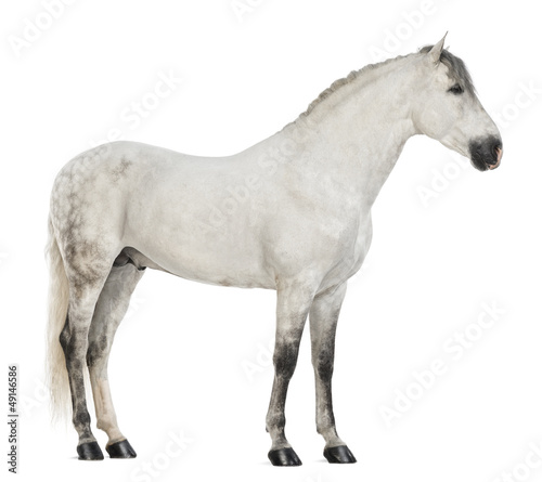 Side view of a Male Andalusian, 7 years old © Eric Isselée