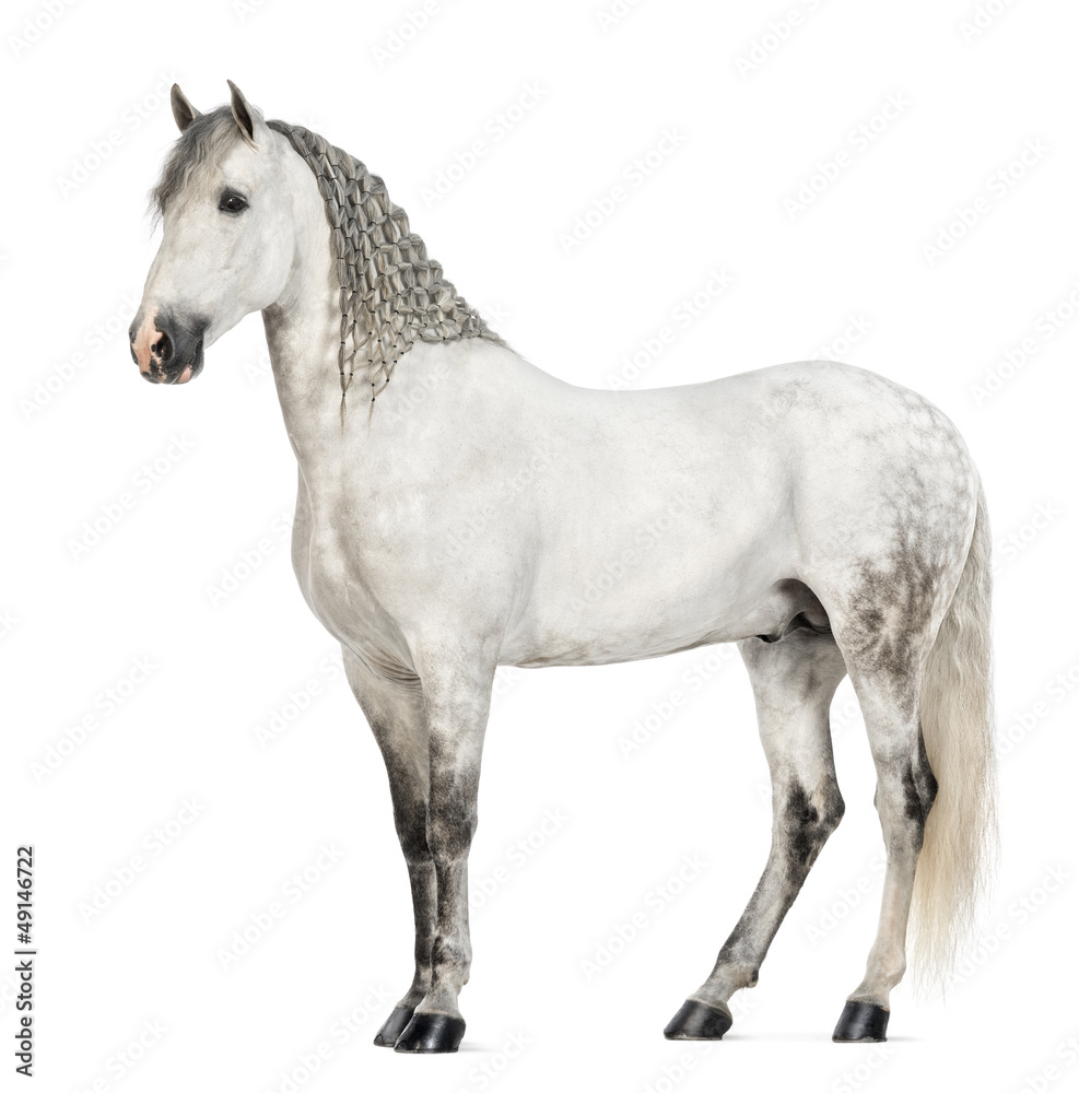 Side view of a Male Andalusian with plaited mane Side view of a Male Andalusian with plaited mane