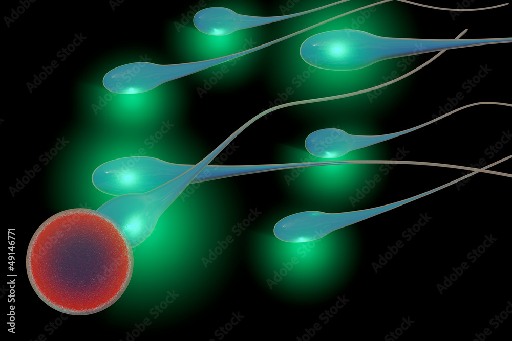 Befruchtung Stock-Illustration | Adobe Stock