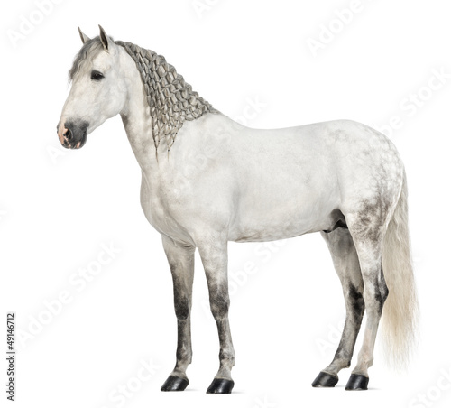 Fototapeta Naklejka Na Ścianę i Meble -  Side view of a Male Andalusian with plaited mane
