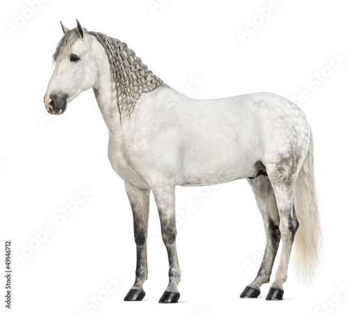 Side view of a Male Andalusian with plaited mane