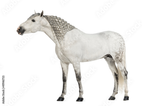 Male Andalusian, 7 years old