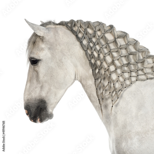 Fototapeta Naklejka Na Ścianę i Meble -  Close-up of a Male Andalusian with plaited mane