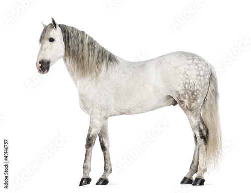 Male Andalusian  7 years old