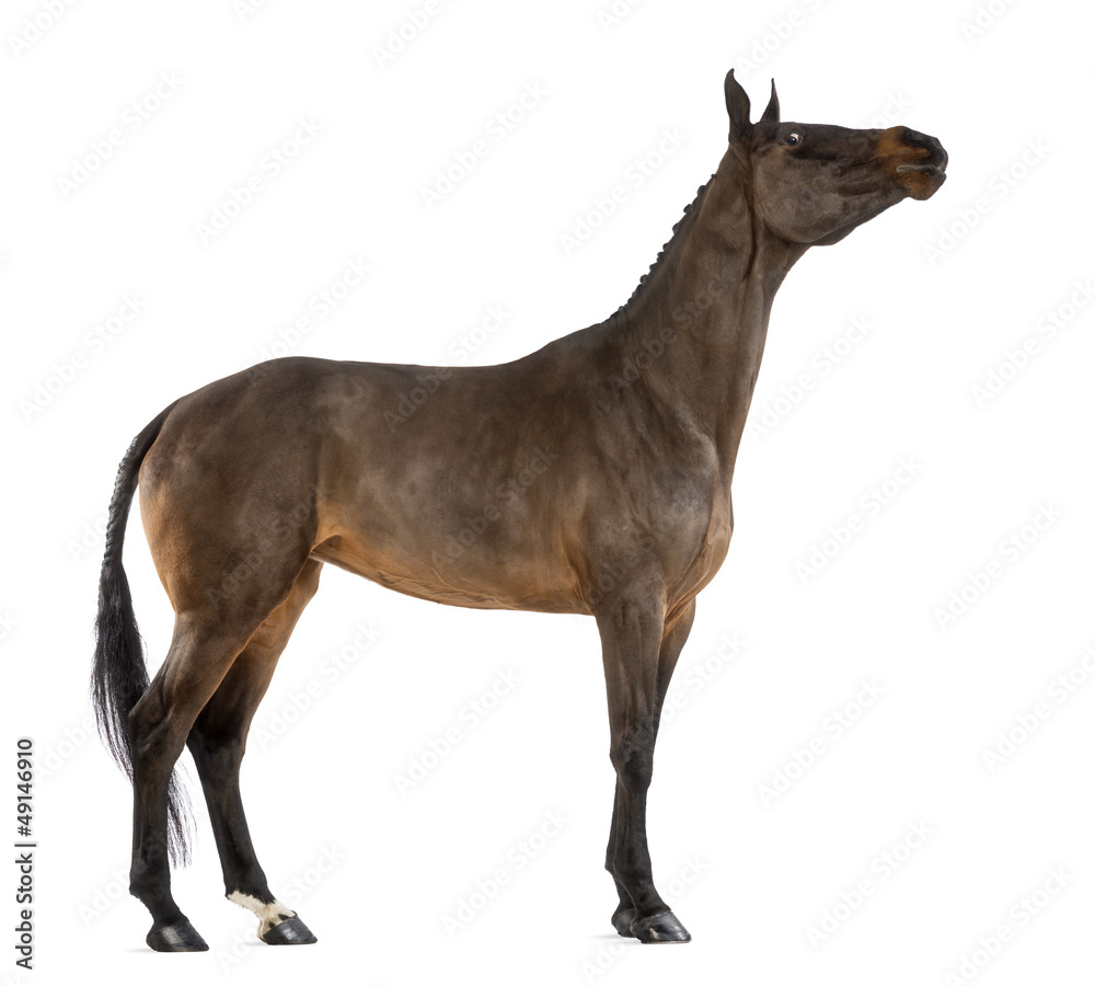 Side view of a Female Belgian Warmblood stretching its neck, BWP Side view of a Female Belgian Warmblood stretching its neck, BWP