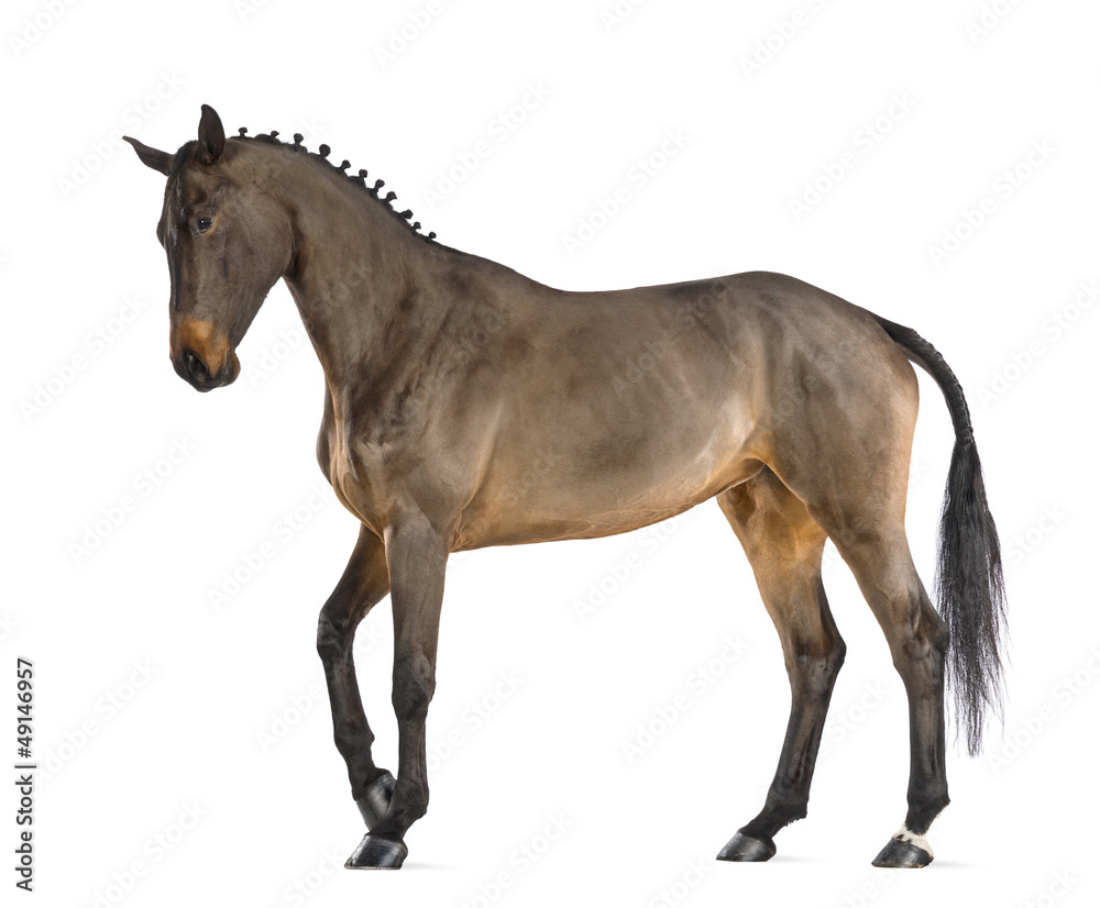 Female Belgian Warmblood, BWP, 4 years old, with mane braided Female Belgian Warmblood, BWP, 4 years old, with mane braided