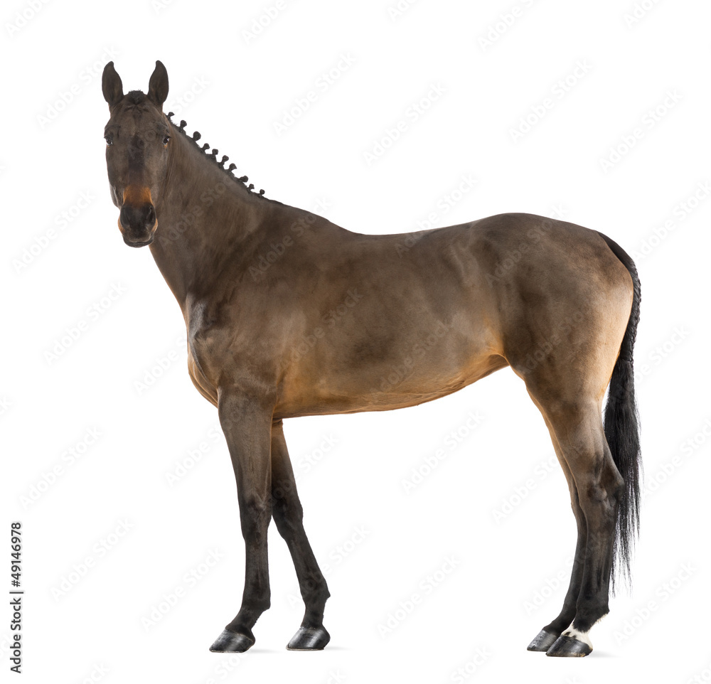 Female Belgian Warmblood, BWP, 4 years old, with mane braided