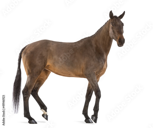Side view of a Female Belgian Warmblood  BWP  4 years old