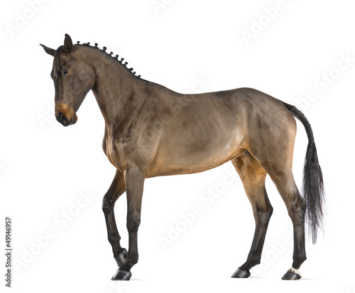 Female Belgian Warmblood, BWP, 4 years old, with mane braided