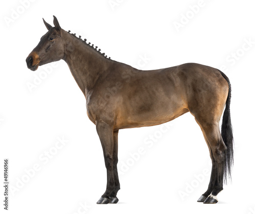 Female Belgian Warmblood  BWP  4 years old  with mane braided