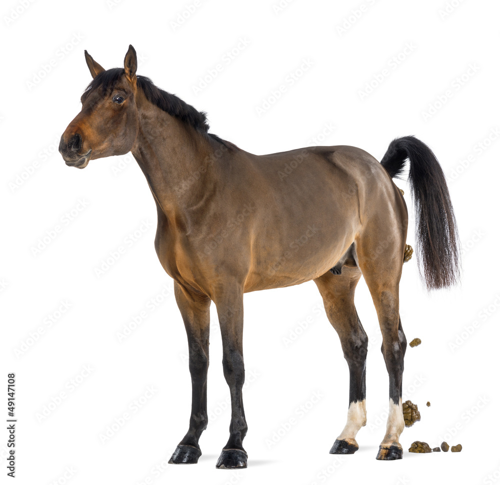 Obraz premium Male Belgian Warmblood, BWP, 3 years old, defecating