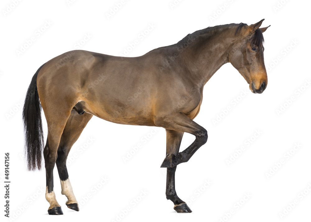 Side view of a Male Belgian Warmblood, BWP, 3 years old