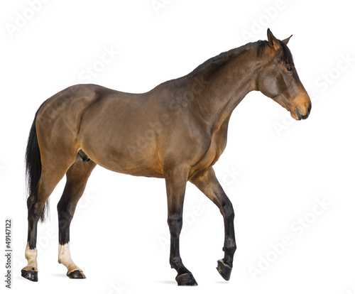 Side view of a Male Belgian Warmblood, BWP, 3 years old