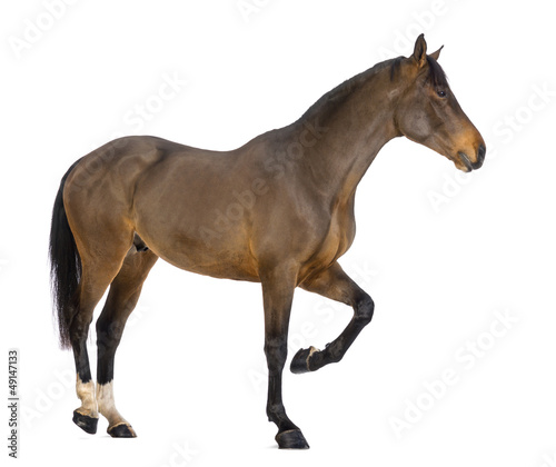 Side view of a Male Belgian Warmblood, BWP, 3 years old